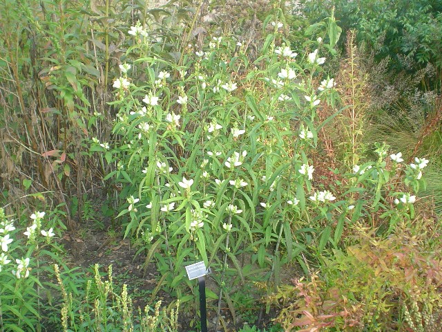 Picture of Chelone glabra 'Black Ace' Turtlehead