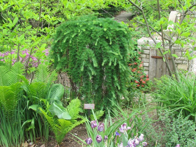 Pseudolarix kaempferi ClevelandBotLarixKaempferiPendua2Detail.JPG