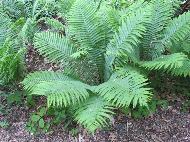 Matteuccia struthiopteris ClevelandBotMattheucciaStruthiopterisPlant.JPG