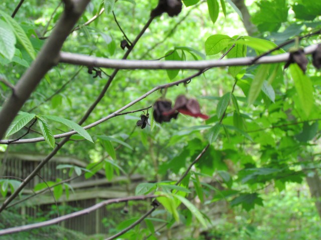 Asimina triloba ClevelandBotPawPawFlower.JPG