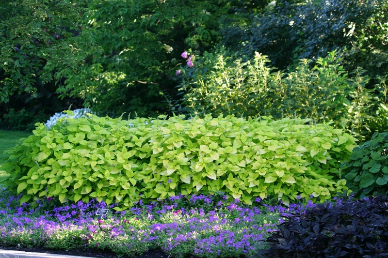 Picture of Solenostemon scutellarioides 'Colorblaze� Life Lime' Colorblaze� Life Lime Coleus