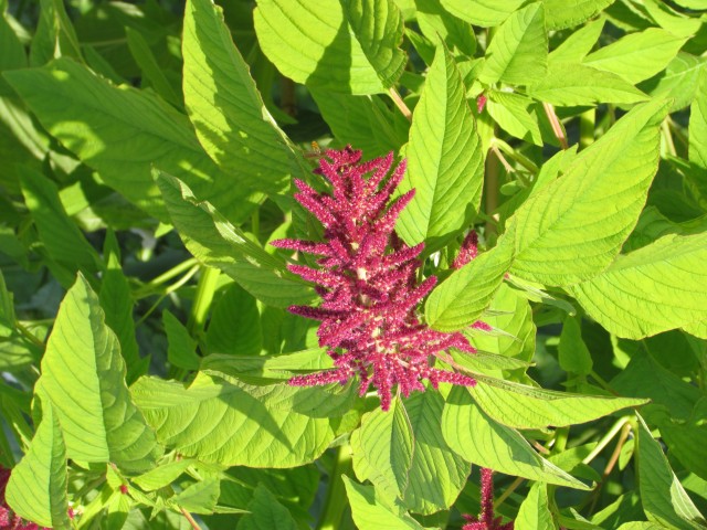 Amaranthus caudatus CopenhagenBGAmaranthusCaudatusPurpurascensFlower.JPG