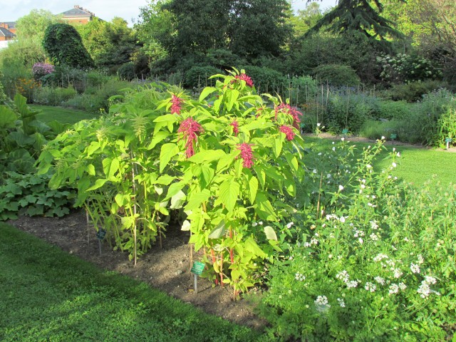 Amaranthus caudatus CopenhagenBGAmarantushCadatusVarPurpurascensPlant.JPG
