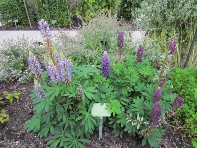 lupinus polyphyllus CopenhagenBGLupinusPolyphyllusPlant1.JPG