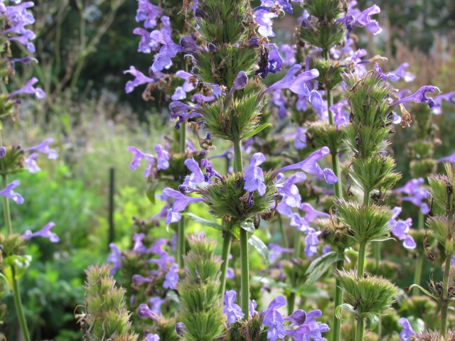 Nepeta sibirica CopenhagenBGNepetaSibiriaFlowerDetail.JPG
