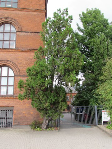 platycladus orientalis CopenhagenBGPlatycladusOrientalisPlant.JPG