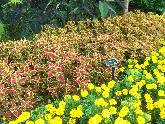 Picture of Solenostemon scutellarioides 'Sky Fire' Sky Fire Coleus