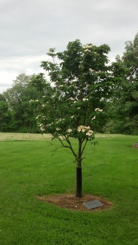 Cornus kousa CornusKousaMargaretFrancinePenningtonMemorial.jpg