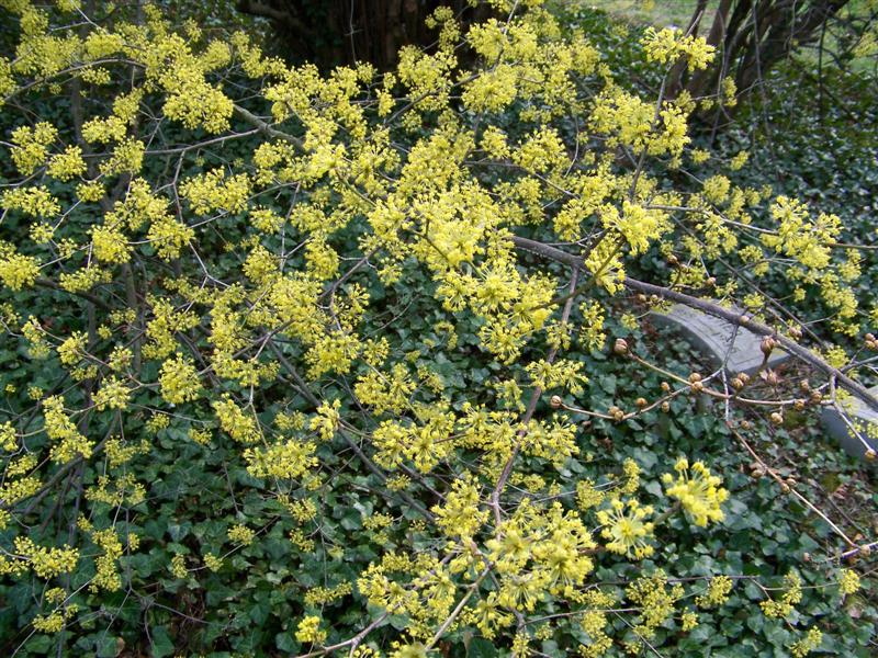 Picture of Cornus mas Cornelian cherry dogwood
