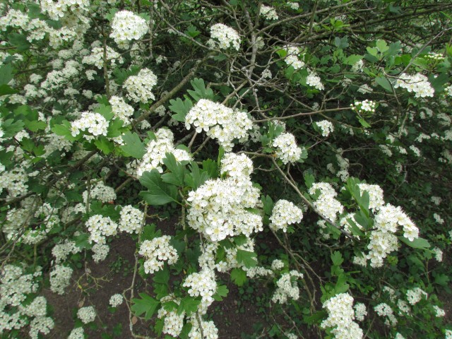 Crataegus pentagyna CrataegusPentagynaKewFlowers.JPG