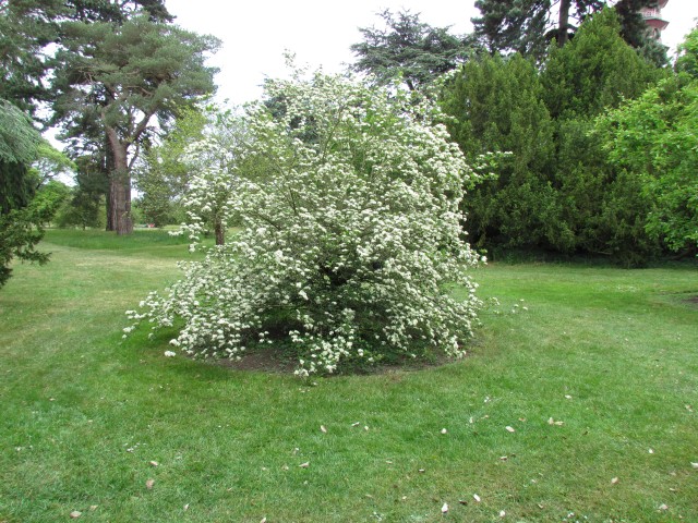 Crataegus pentagyna CrataegusPentagynaKewFull1.JPG