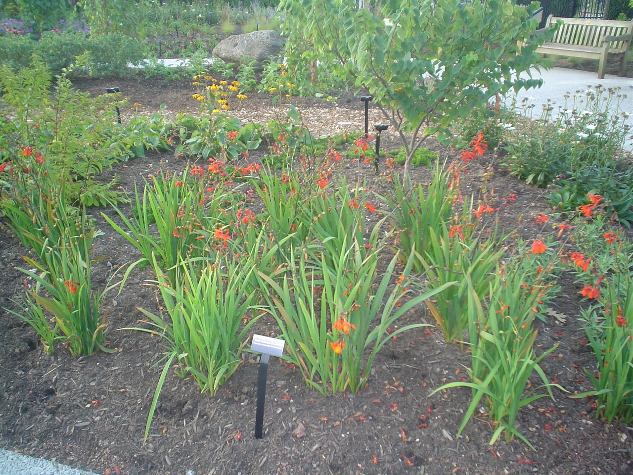 Picture of Crocosmia crocosmiiflora 'Emily McKenzie' Emily McKenzie Montbretia