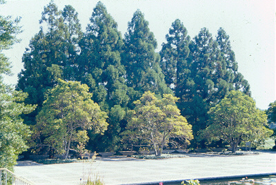 Picture of Cryptomeria japonica 'Yoshino' Yoshino Japanese Cryptomeria