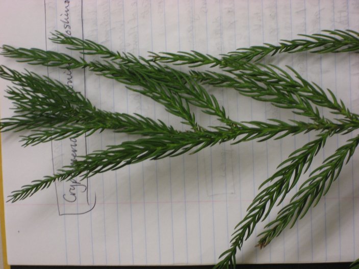 Picture of Cryptomeria japonica 'Yoshino' Yoshino Japanese Cryptomeria