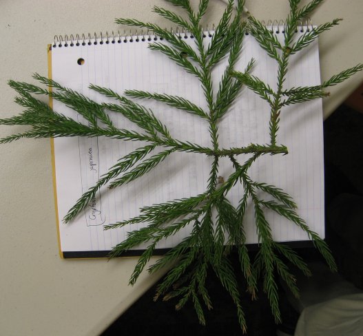 Picture of Cryptomeria japonica 'Yoshino' Yoshino Japanese Cryptomeria