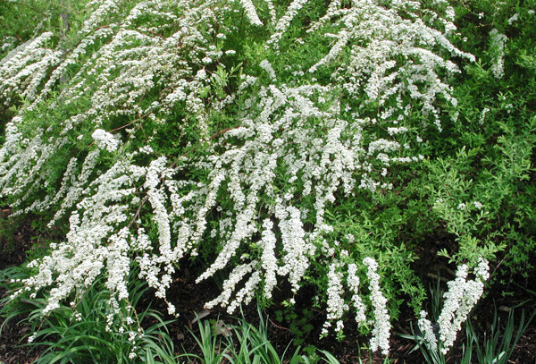 Spiraea x cinerea DSCN3184.jpg