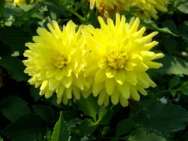 Picture of Dahlia  'XXL Durango'  XXL Durango Dahlia