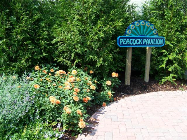 Picture of Dahlia  'XXL Hidalgo Copper' XXL Hidalgo Copper Dahlia