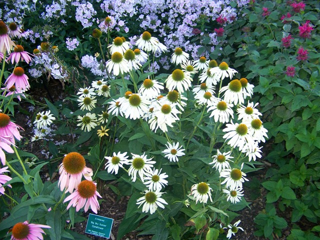 Picture of Echinacea  'Sunrise' Big Sky� Sunrise Coneflower
