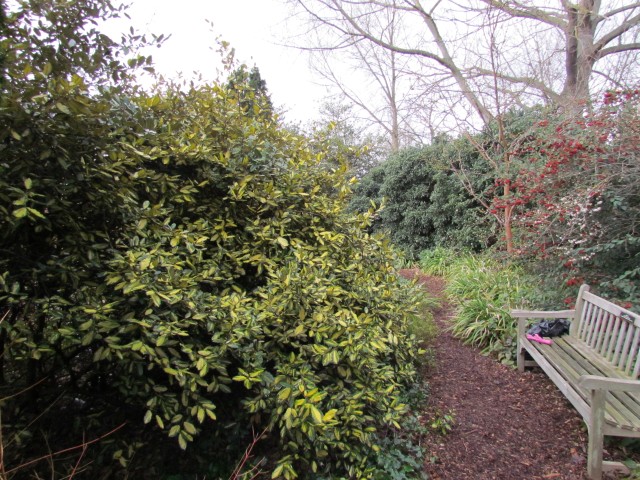 Elaeangus pungens ElaeagnusPungensMaclata2.JPG