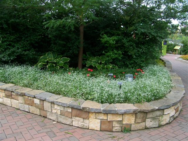 Picture of Euphorbia hybrid 'Diamond Frost�' Diamond Frost� Euphorbia