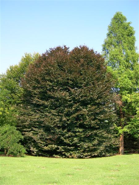 Picture of Fagus sylvatica 'Klein Copper' Klein Copper European Beech