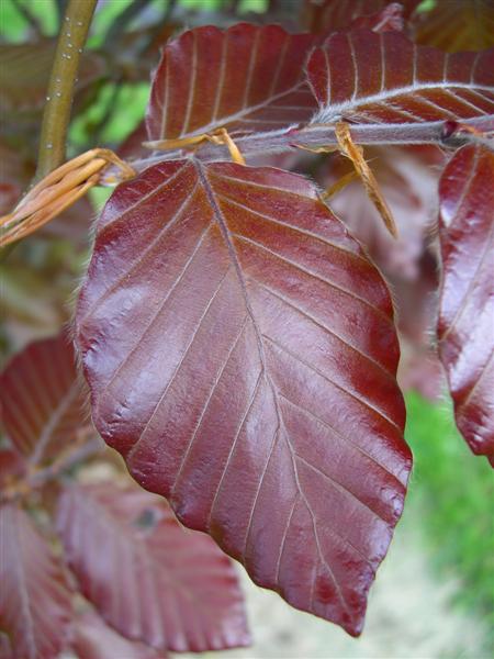 Picture of Fagus sylvatica 'Klein Copper' Klein Copper European Beech