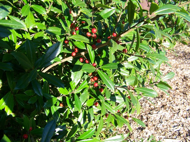 Ilex x attenuata 'Fosteri' Fosters.Holly.leaves.JPG