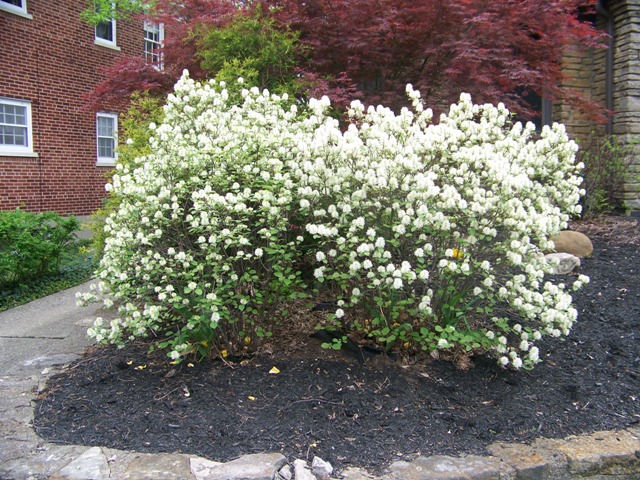 Picture of Fothergilla gardenii  Dwarf Fothergilla