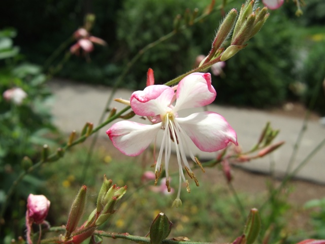 Picture of Gaura lindheimeri Stratosphere� Pink Picotee Butterfly Flower