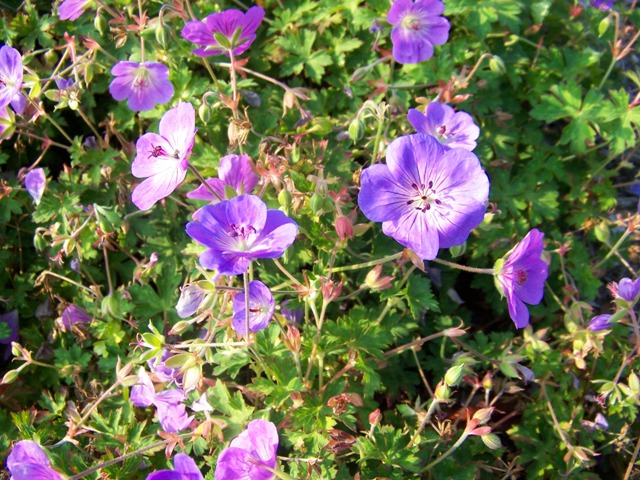 Picture of Geranium  'Rozanne' Rozanne Cranesbill
