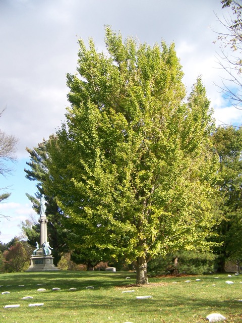 Picture of Ginkgo biloba 'Autumn Gold' Autumn Gold Maidenhair Tree