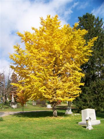 Ginkgo biloba GinkgobilobaAutumnGold.jpg