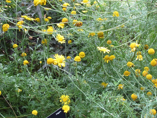Glebionis coronarium GlebionisCoronariumCUBGFlowers.JPG