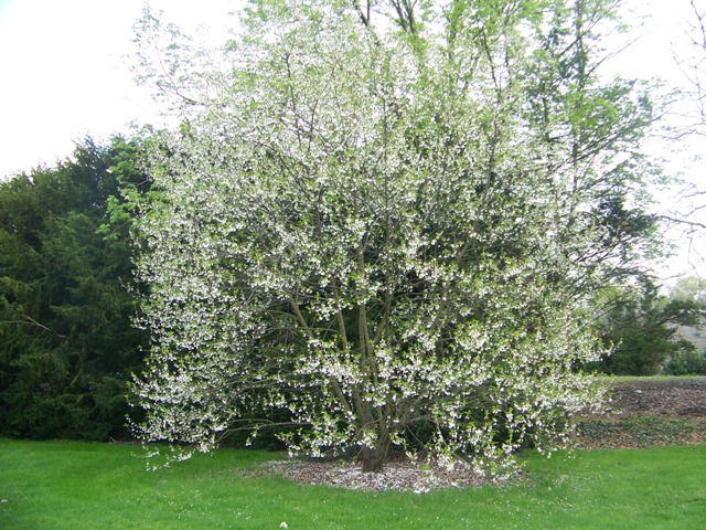 Halesia carolina Halesia_carolina2.jpg