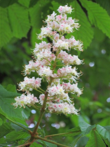 Aesculus hippocastanum HalifaxAesculusHippocostanumFlower3.JPG