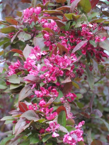 Malus profusion HalifaxMalusProfusionFlower2.JPG