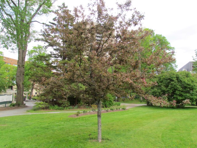 Malus profusion HalifaxMalusProfusionTree1.JPG