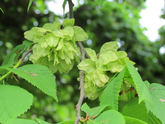 Ulmus glabra HalifaxUlmusGlabraCamperdowniiFlower.JPG