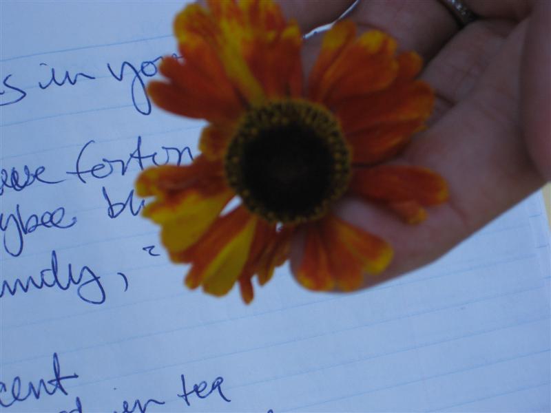 Helenium autumnale Helenium_autumnale_flower_st.JPG