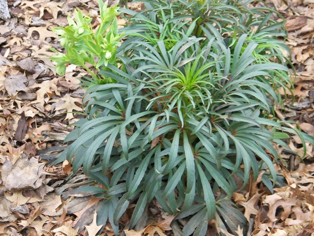 Picture of Helleborus foetidus  Stinking Hellebore or Green Hellebore