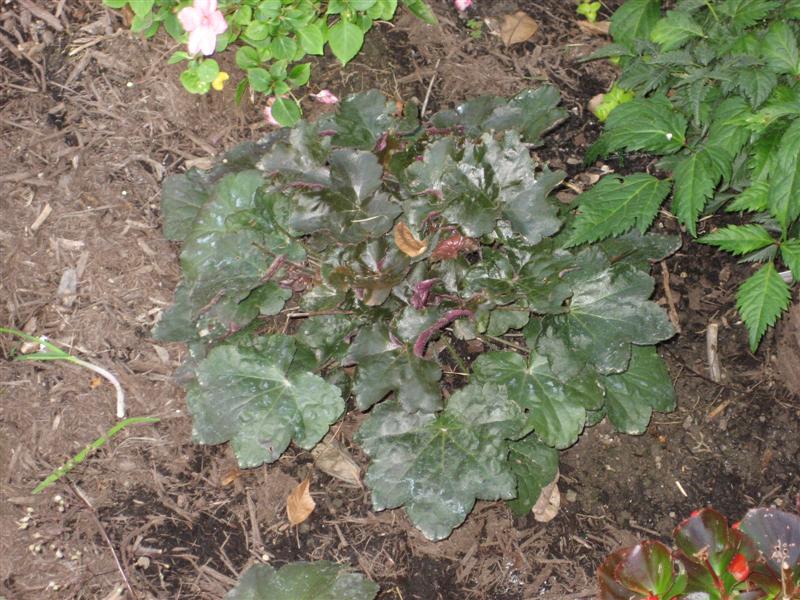 Heuchera sanguinea Heuchera_sanguinea.JPG