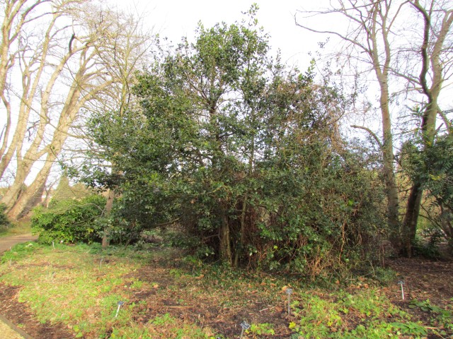 Ilex altaclarensis IlexAltaclerensisPlatyphylla.JPG