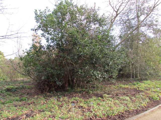Ilex altaclarensis IlexAltaclerensisPlatyphylla2.JPG