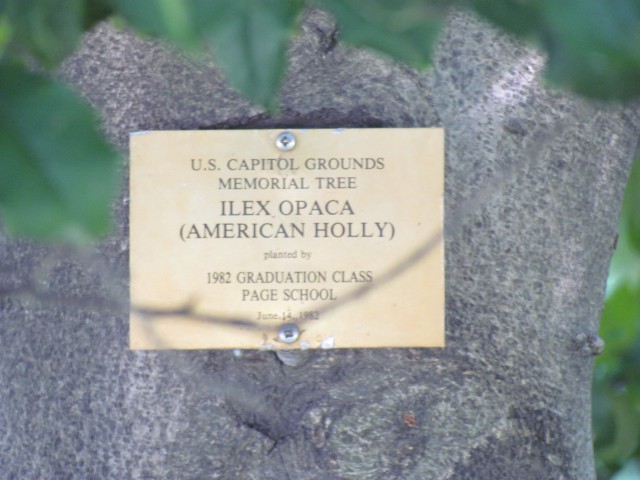 Ilex opaca IlexOpaca2Sign.JPG