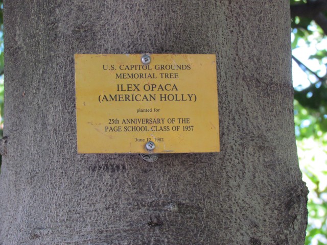 Ilex opaca IlexOpacaCapitolHillSign.JPG