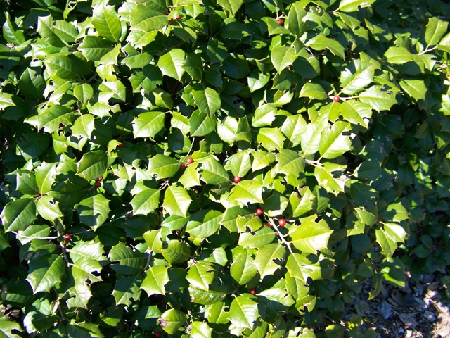 Ilex opaca IlexopacaMarylandDwarffoliage.JPG