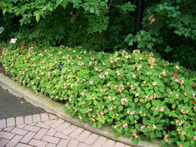 Picture of Impatiens hybrida 'Fusion Infrared Apricot' Fusion Infrared Apricot Impatiens