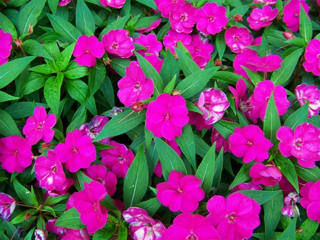 Picture of Impatiens  'Fanfare� Fuchsia Trailing' Fanfare� Fuchsia Trailing Impatiens