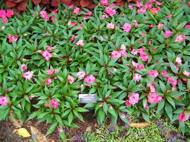 Picture of Impatiens hawkerii Magnum Hot Pink Magnum Hot Pink New Guinea Impatiens